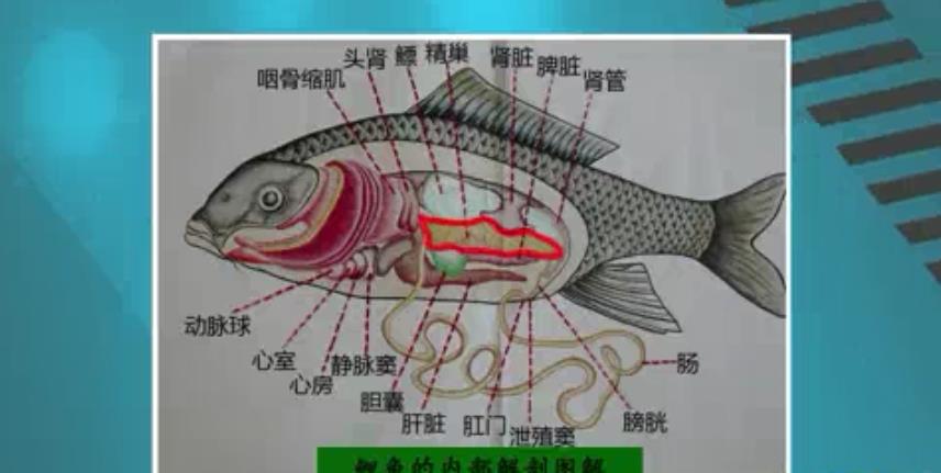 鱼类学视频教程